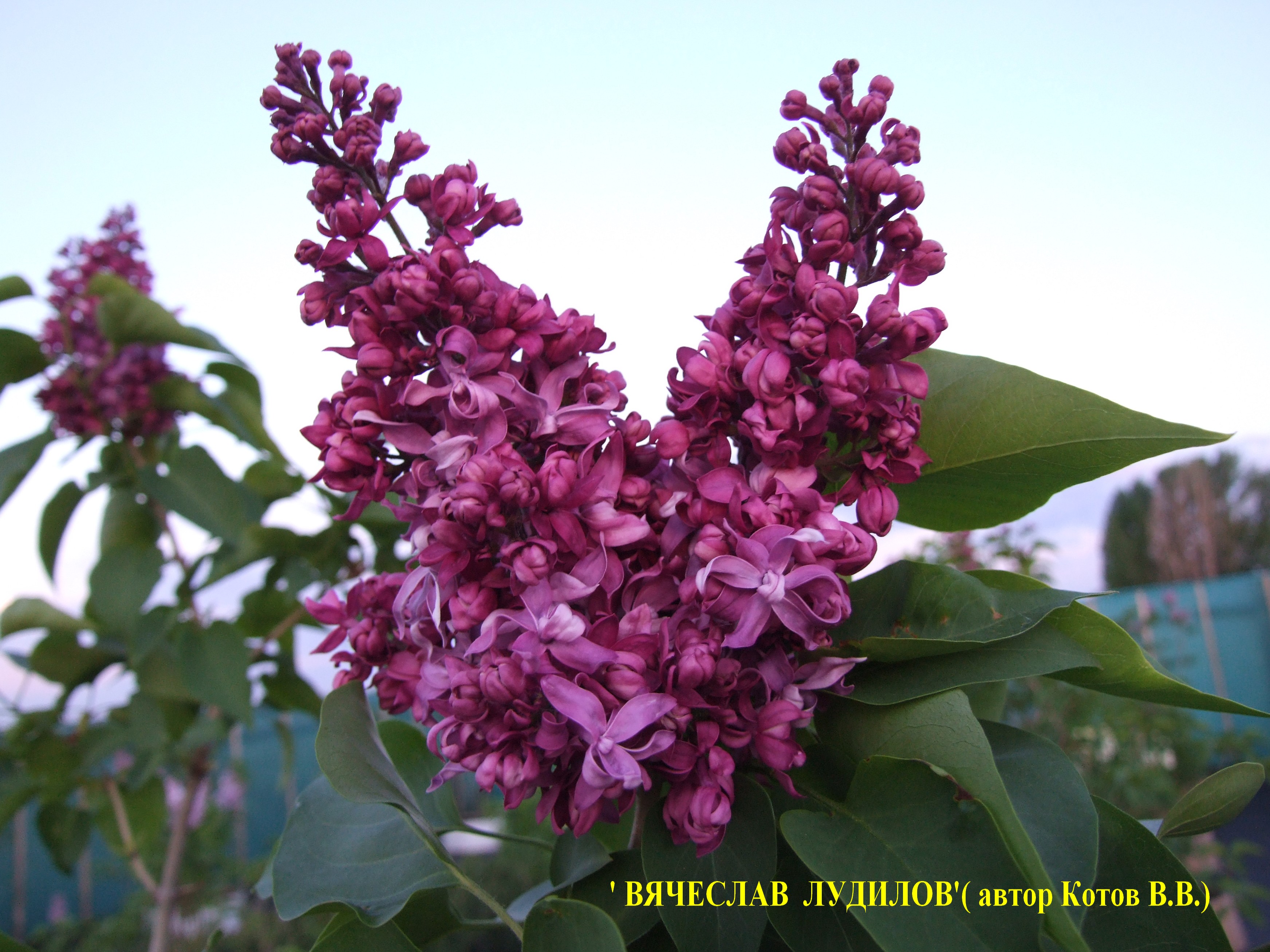 Сирень обыкновенная Вячеслав Лудилов